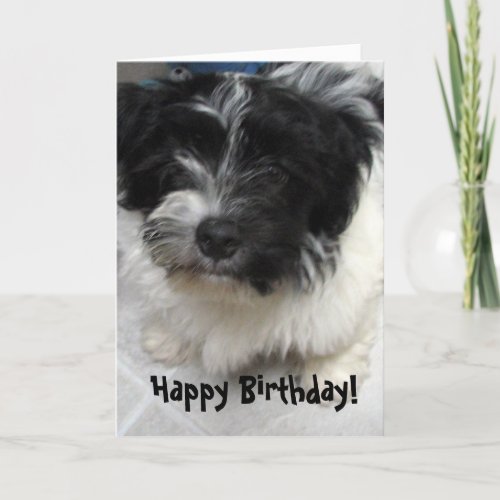 Havanese Puppy Birthday Card