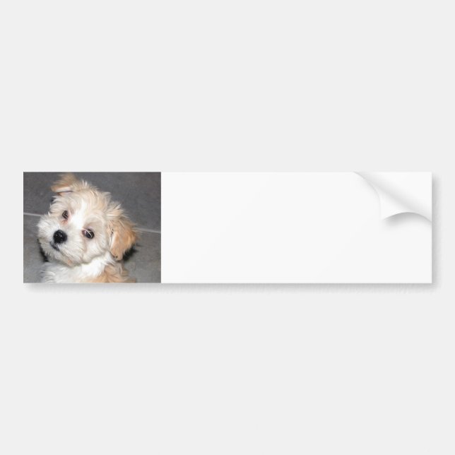 Havanese Puppy Bumper Sticker (Front)