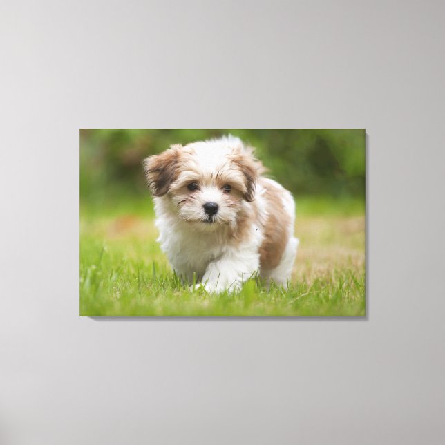 Havanese Puppy Canvas Print (Front)