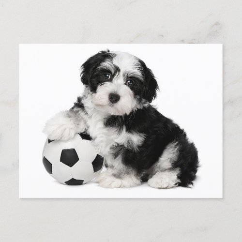 Havanese Puppy Dog Postcard