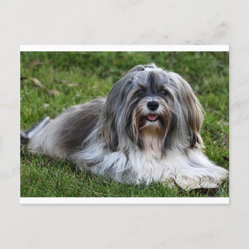 Havanese Puppy Dog Postcard