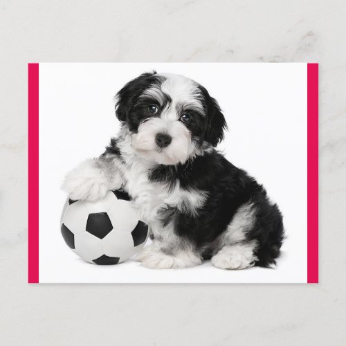 Havanese Puppy Dog Postcard