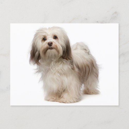 Havanese Puppy Dog Postcard