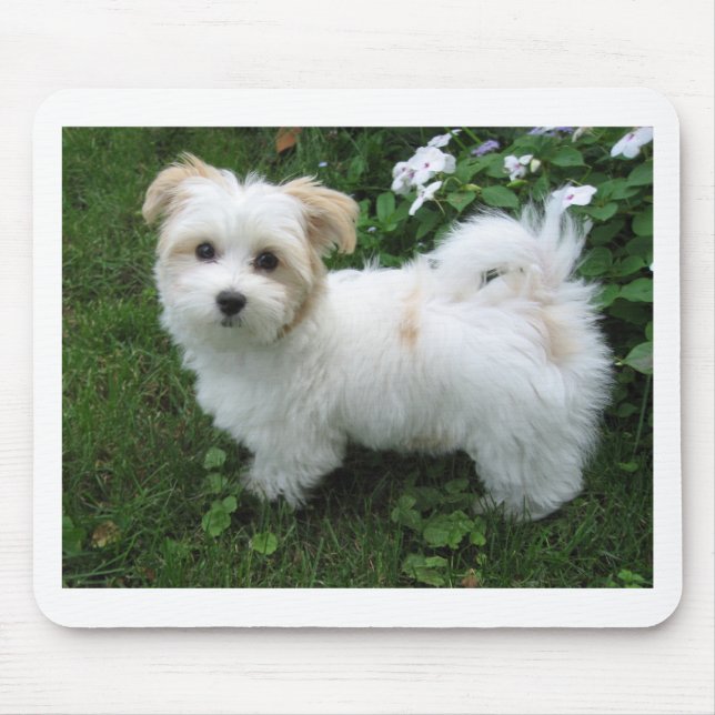 Havanese Puppy in the Garden Mouse Pad (Front)