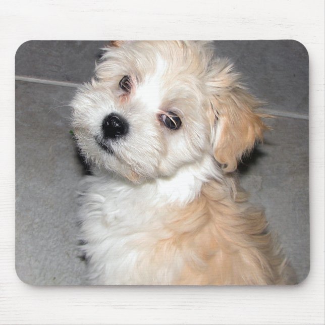 Havanese Puppy Mouse Pad (Front)