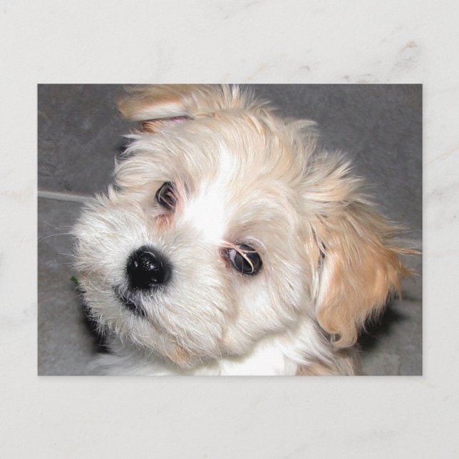 Havanese Puppy Postcard (Front)