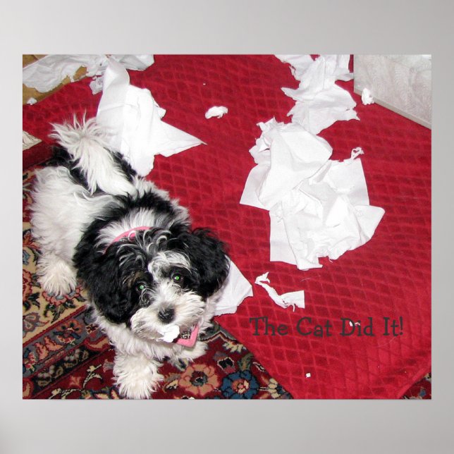 Havanese Puppy Poster (Front)