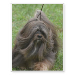 Havanese Puppy Temporary Tattoos