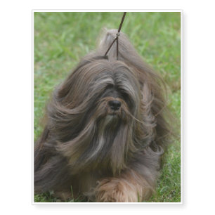 Havanese Puppy Temporary Tattoos