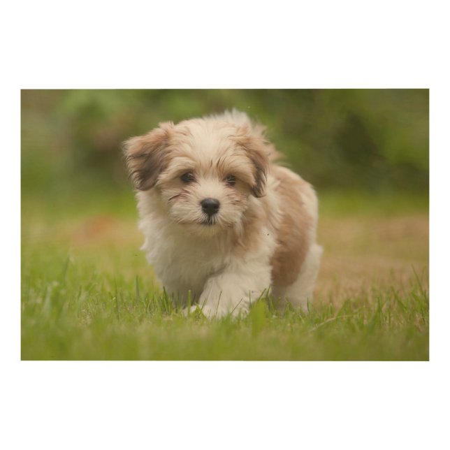 Havanese Puppy Wood Wall Decor (Front)