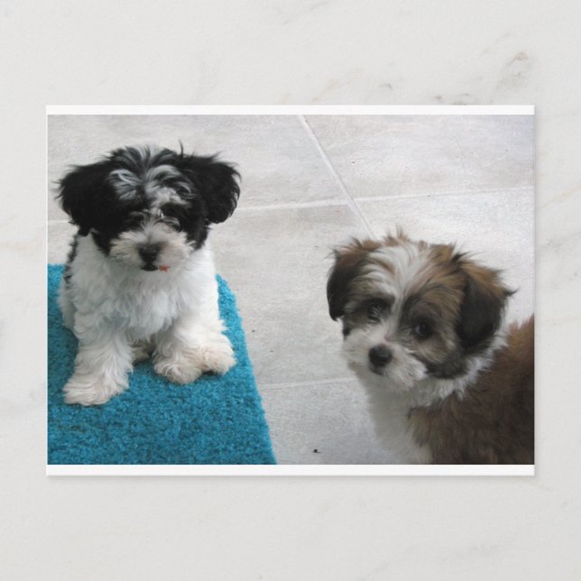 Havanese Rescue Puppies Black White Gray Postcard (Front)