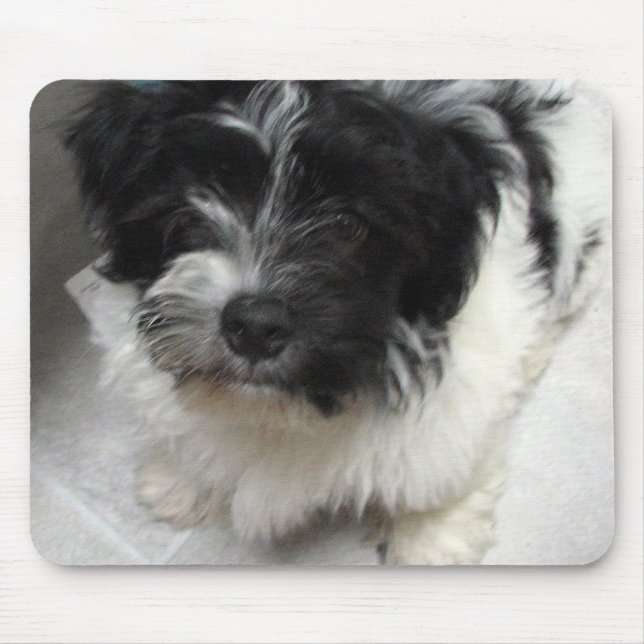 Havanese Rescue Puppy black and white Mouse Pad (Front)