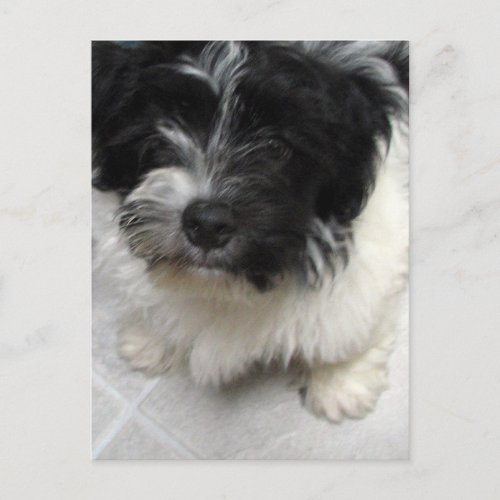 Havanese Rescue Puppy black and white Postcard