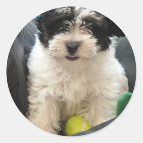 Havanese Rescue Puppy Black White Classic Round Sticker