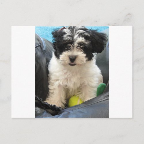 Havanese Rescue Puppy Black White Postcard