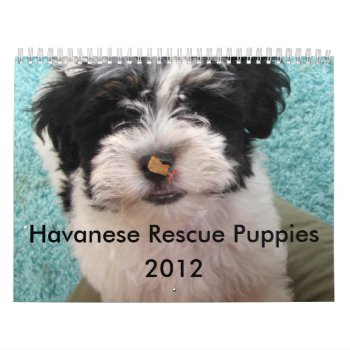 Havanese Rescue Puppy Calendar by patsarts at Zazzle