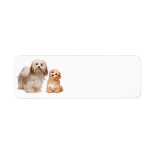 Havanese Return Address Label