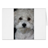havanese second (Front Horizontal)