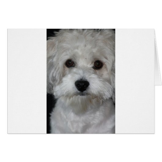 havanese second (Front Horizontal)