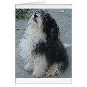 havanese_sitting.png (Front)