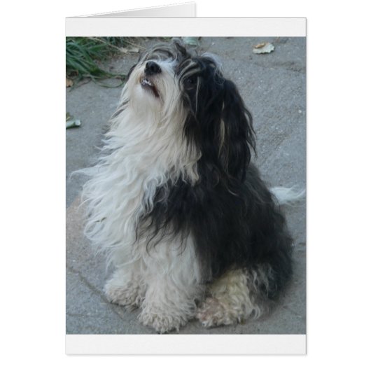 havanese_sitting.png cards (Front)