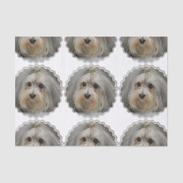 Havanese Tissue Paper (Front)