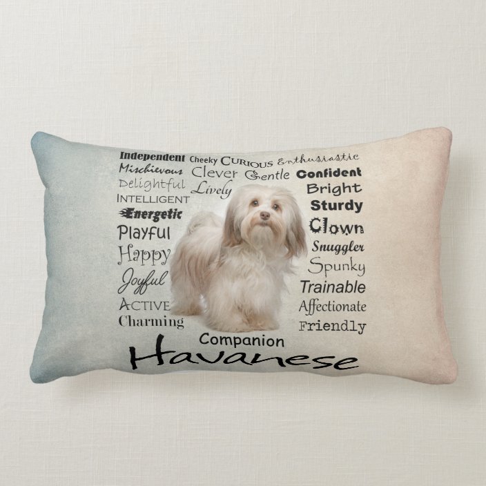 pillow talk havanese