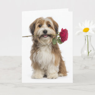 Havanese Valentine – Gentle Love & Devotion Card