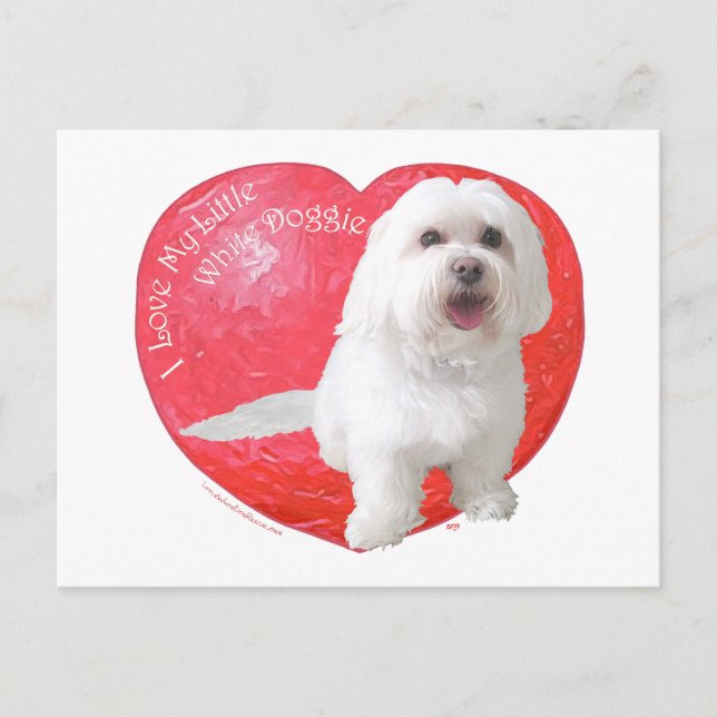 Havanese Valentine's Day Holiday Postcard (Front)