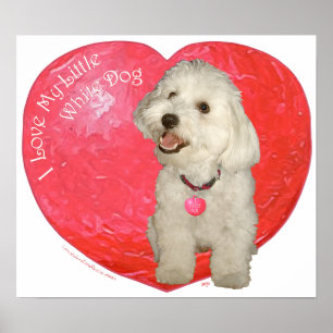 Havanese Valentine's Day Poster