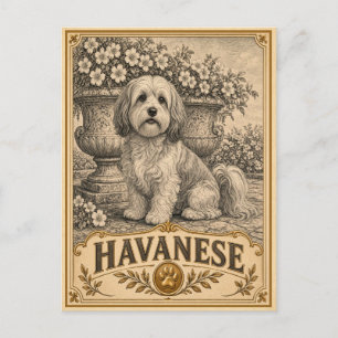 Havanese, Vintage Heritage Dog Postcard