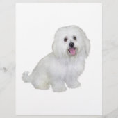 Havanese (white) (Front)