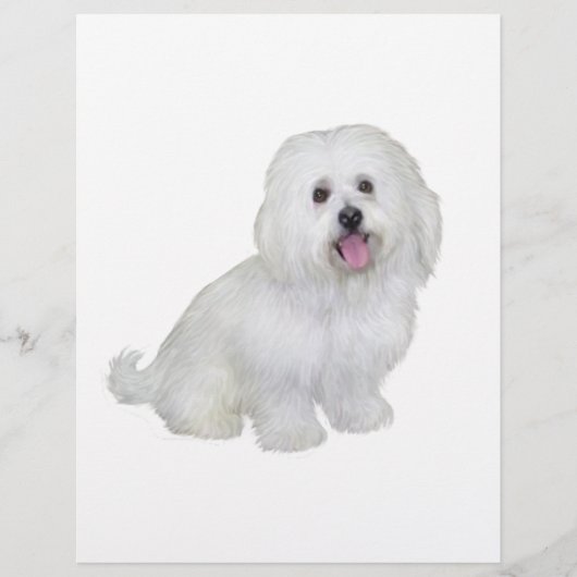 Havanese (white) (Front)
