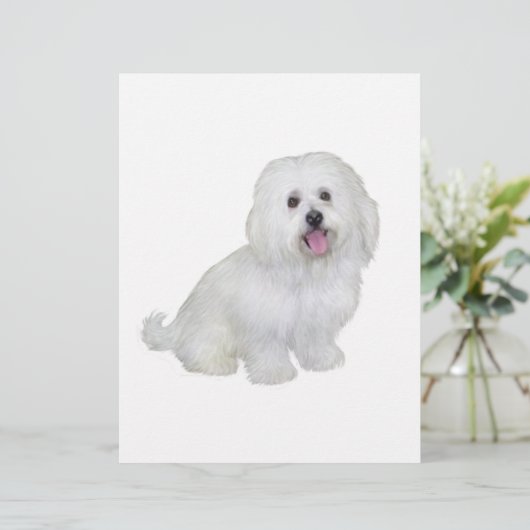 Havanese (white) (Standing Front)