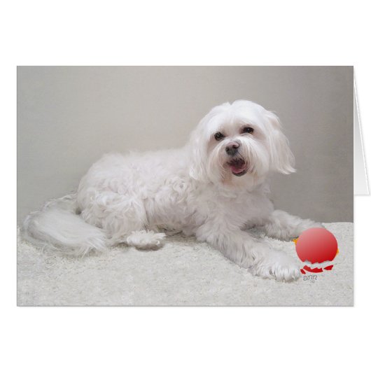 Havanese with Ornament Cards (Front Horizontal)