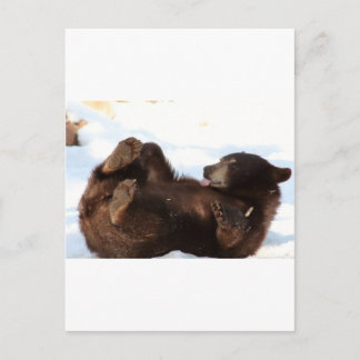 Have a BEARY Good Day!!! Postcard