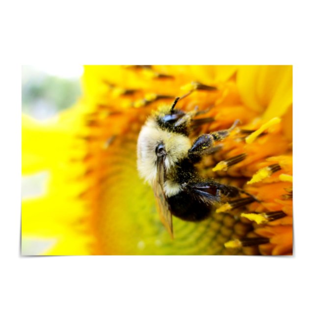 Have a BEEutiful Day Bumblebee Sunflower Card (Creator Uploaded)