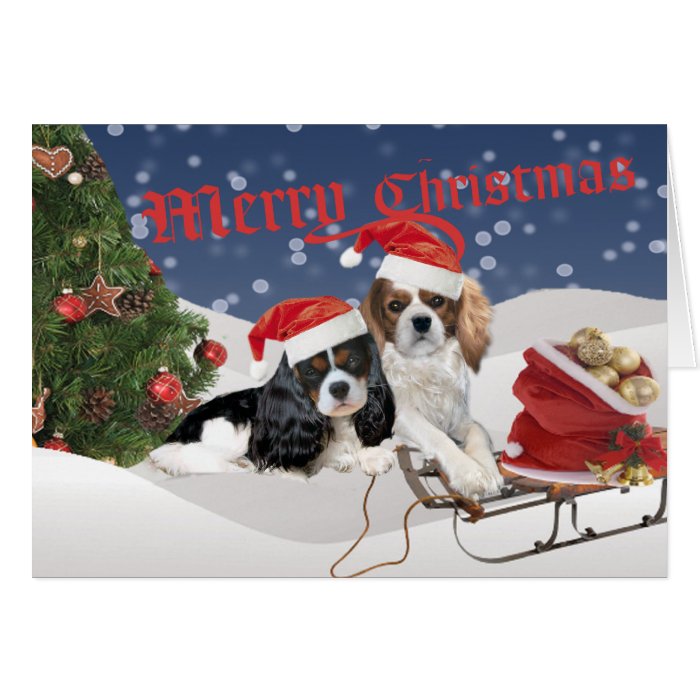 Have A Cavalier Merry Christmas Cards