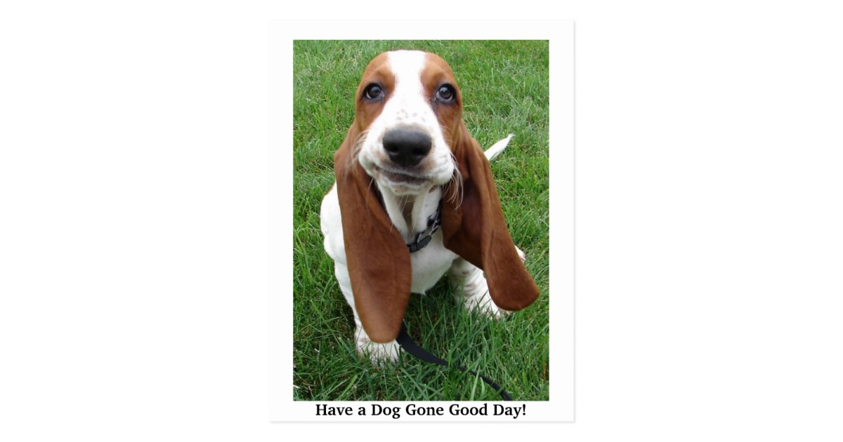 Have A Dog Gone Good Day Postcard Zazzle Com
