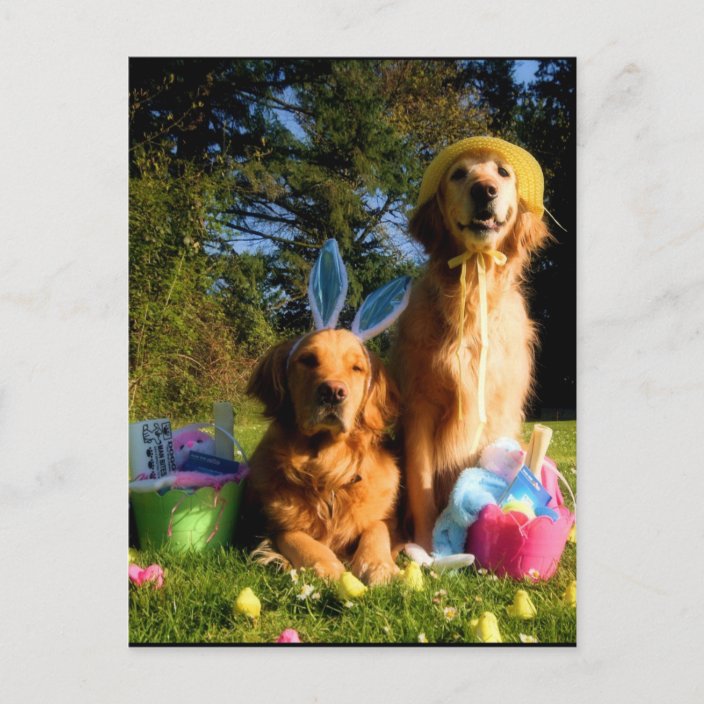 happy easter golden retriever