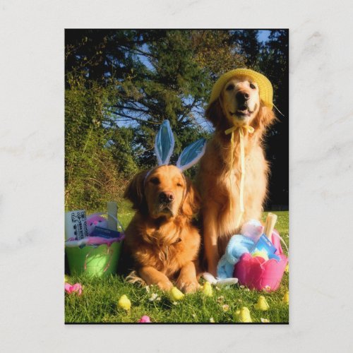 Have a Golden Easter Holiday Postcard