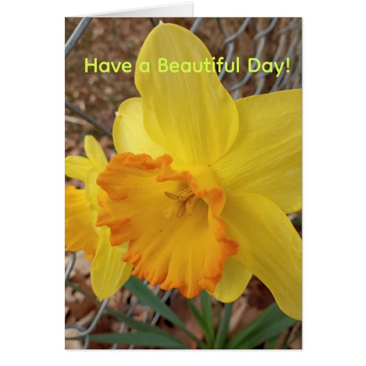 Have a Nice Day greeting w/ Daffodil  (Front)