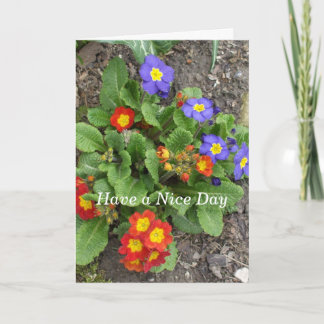 Have a Nice Day-Mixed Flower Bed Card