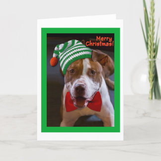 Have a Pit Bull Christmas Holiday Card