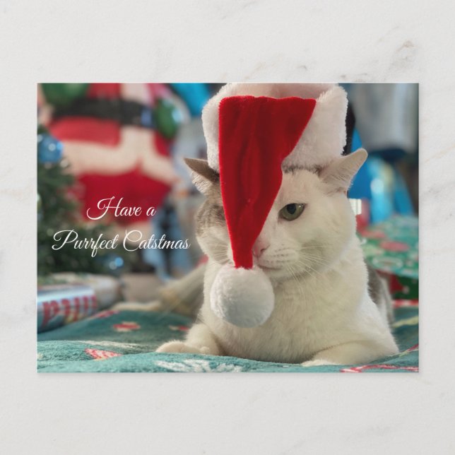 Have a Purrfect Catsmas Funny Christmas Cat  Holiday Postcard (Front)