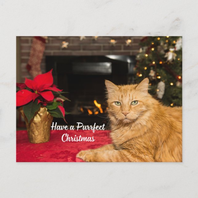 Have a Purrfect Christmas Cute Orange Cat  Holiday Postcard (Front)