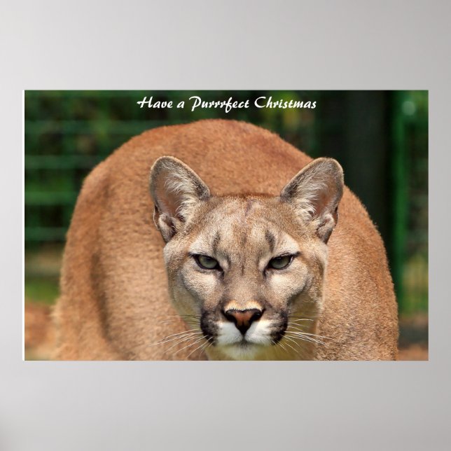 Have a Purrrfect Christmas Poster (Front)