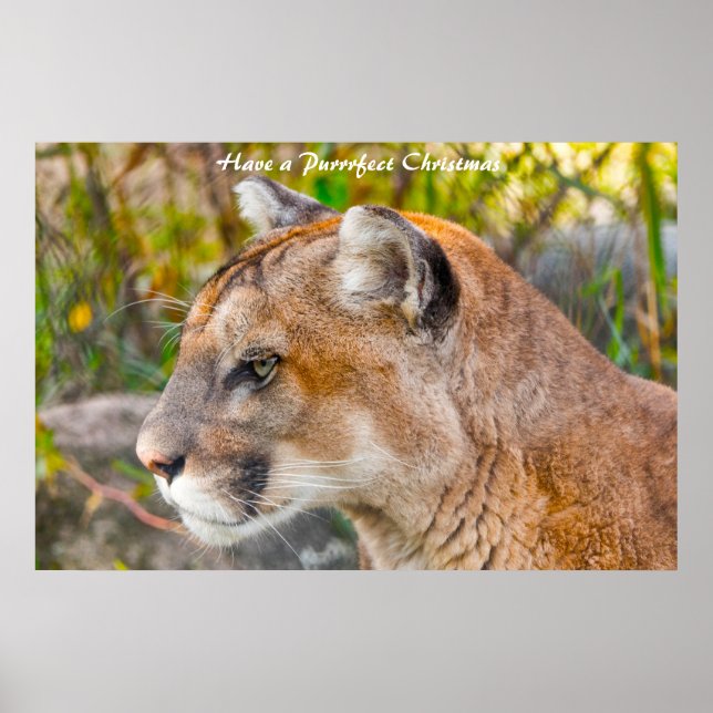 Have a Purrrfect Christmas Poster (Front)