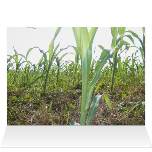 Have Faith (Inside Horizontal (Top))