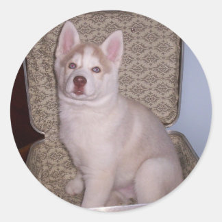 Have Siberian, will travel Classic Round Sticker